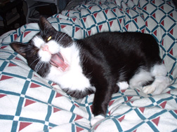 Kitty yawning